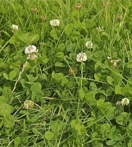 Establishing clover in grass is one thing - keeping it there is another