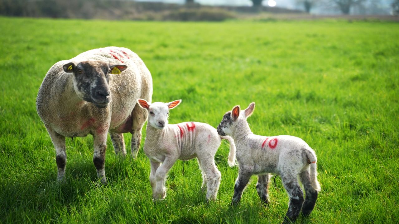 Watch: Lambing Season with ICM - visit from the vet and the factory rep