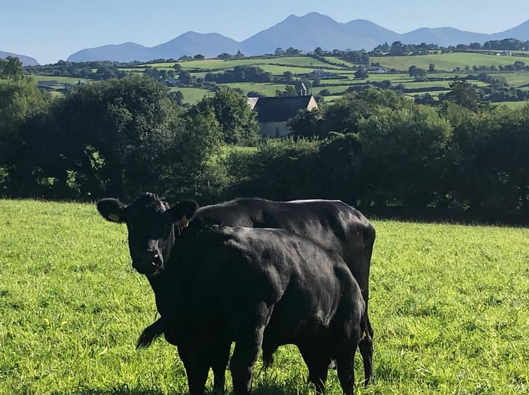 DAFM issued payments for 222 Kerry Cattle calves in 2024