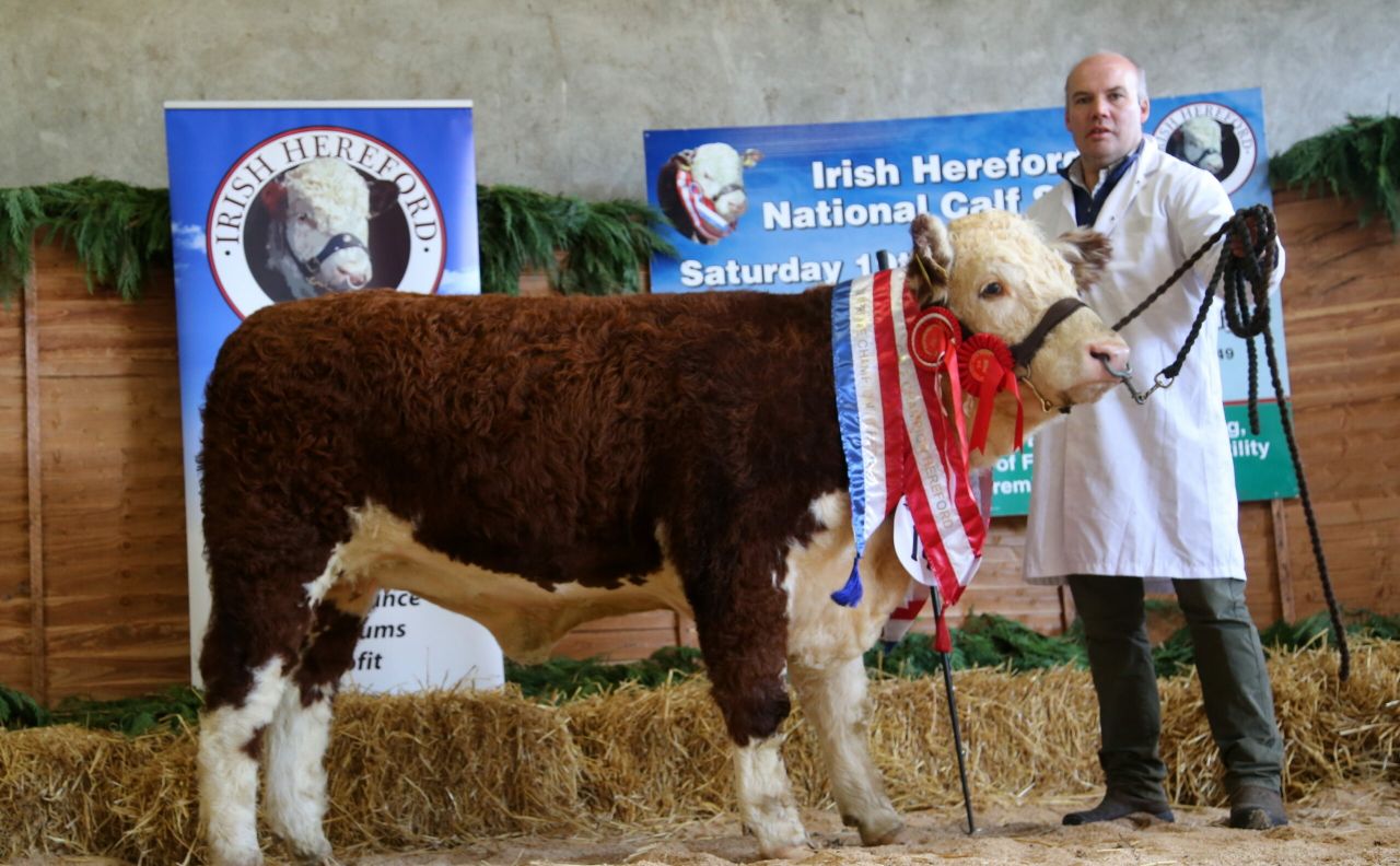 National Hereford Calf Show takes place this weekend