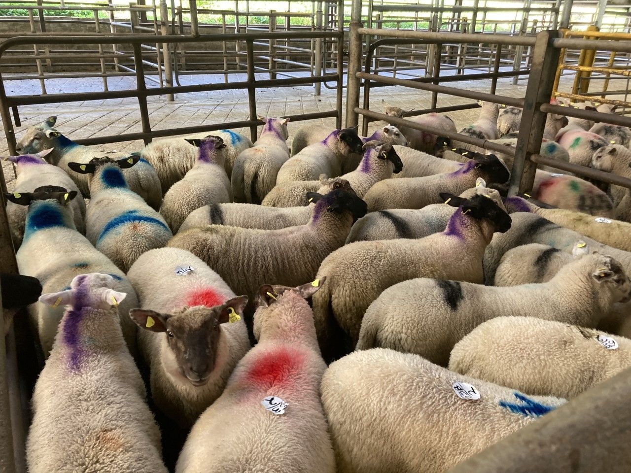 Sheep kill: Spring lamb throughput back over 35,500 head on last year
