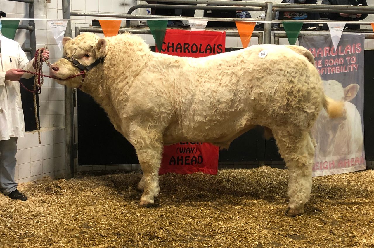 Cracking trade for Charolais bulls in Elphin Mart