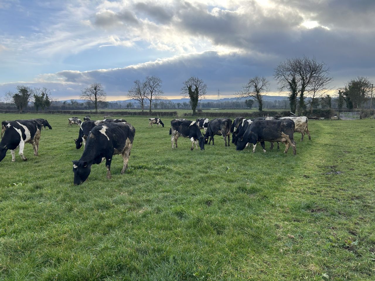 Spring grazing: Have you started the second rotation yet?
