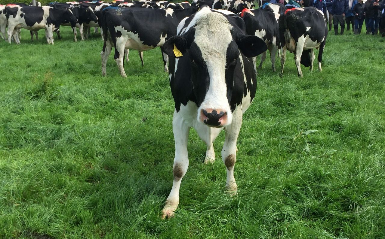 Milk production unlikely to climb on 2017 levels