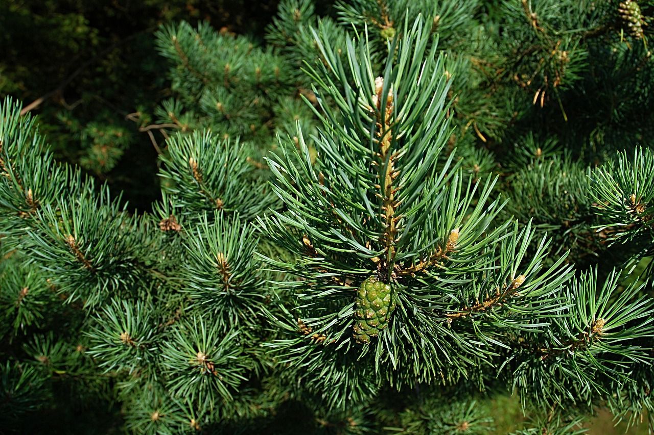 DAFM confirms first finding of non-European bark beetle in Ireland