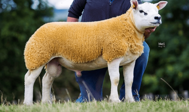 €15,000 'Silver' lining at Texel premier