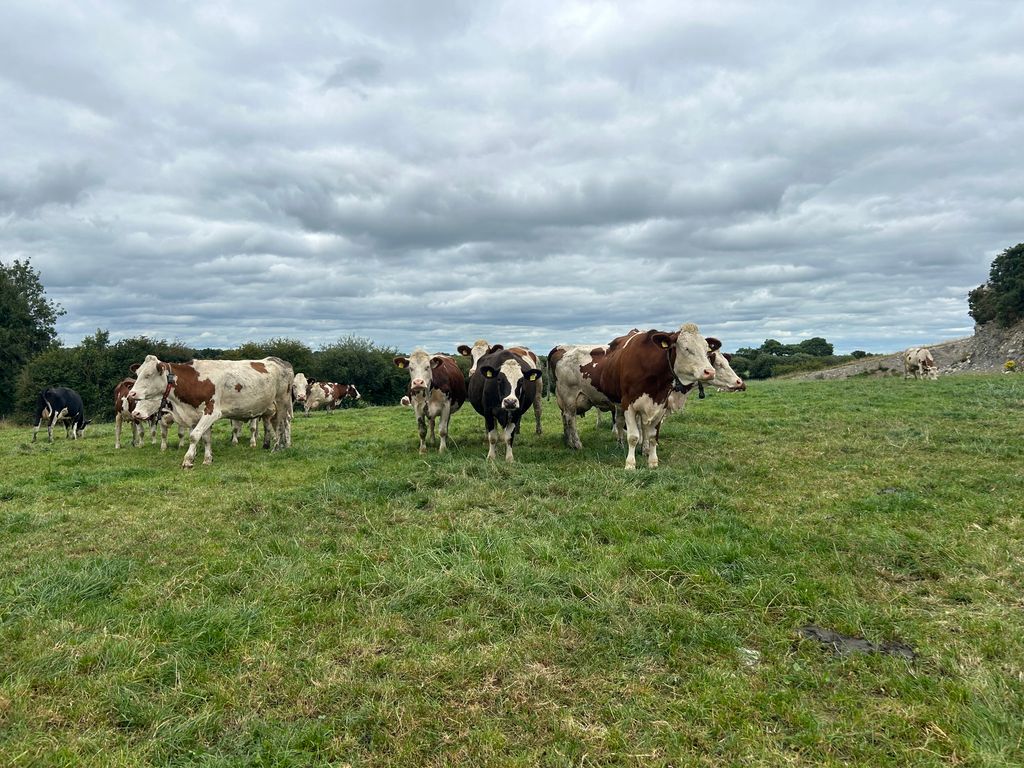The cows out grazing