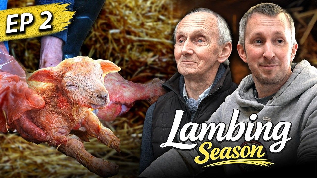 Dealing with tricky situations in the lambing shed | Lambing Season with ICM