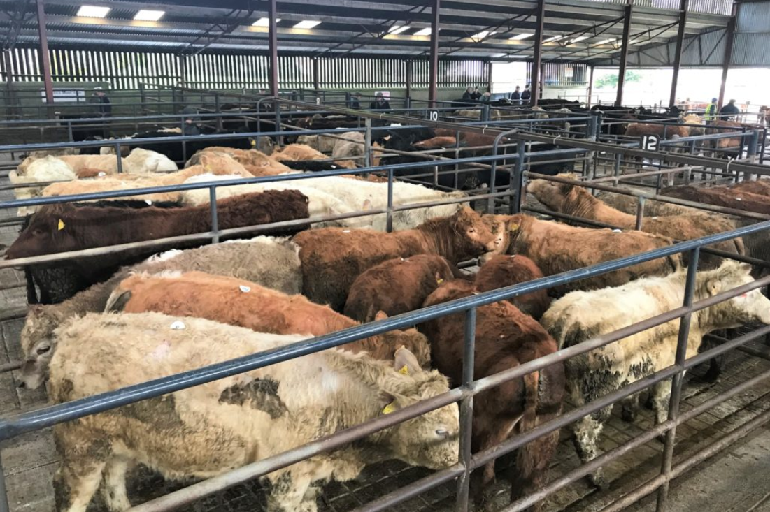 Cattle marts: Exporters keeping a floor under weanling prices