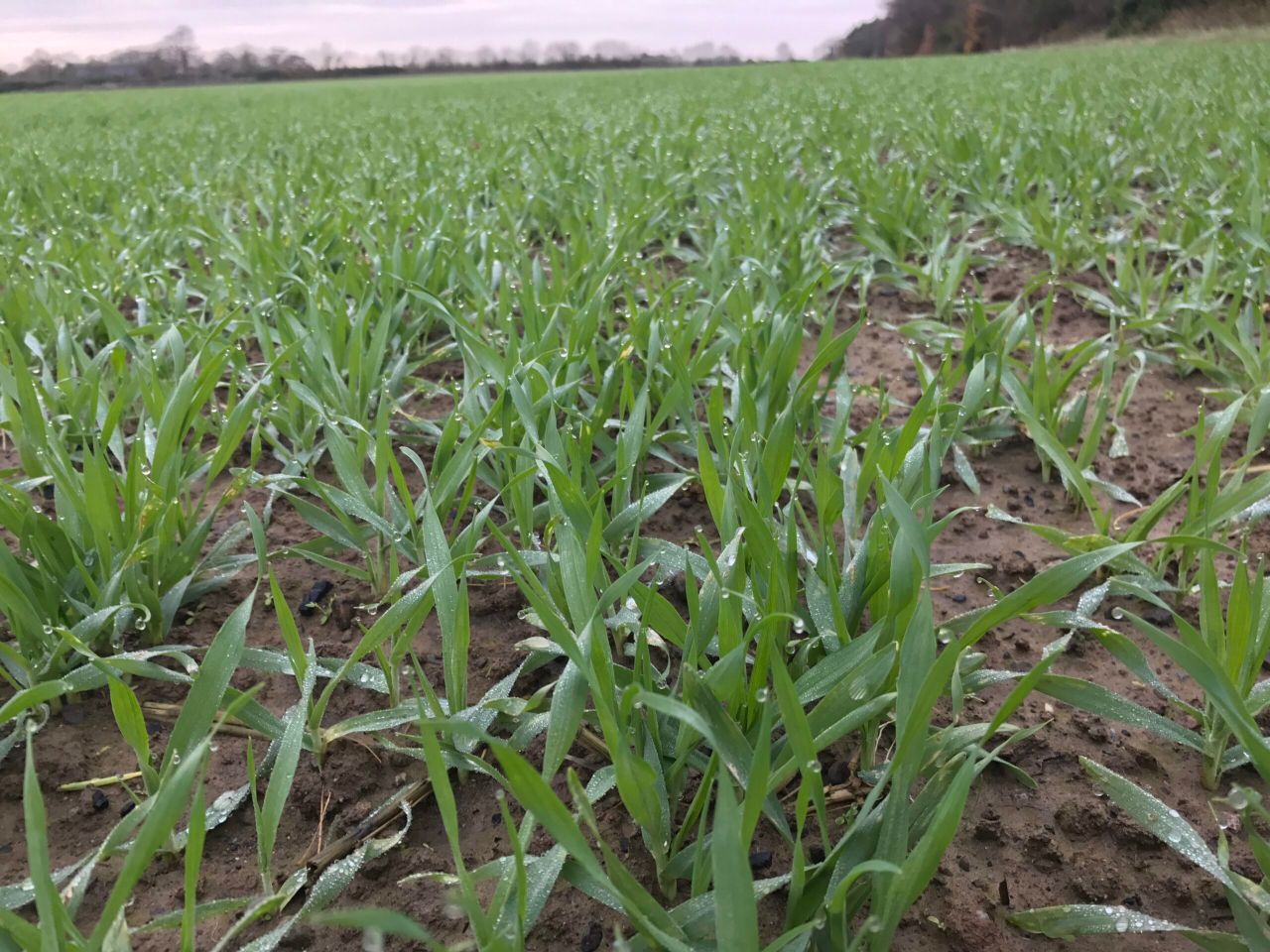 Aphid numbers rise slightly; but none are winged