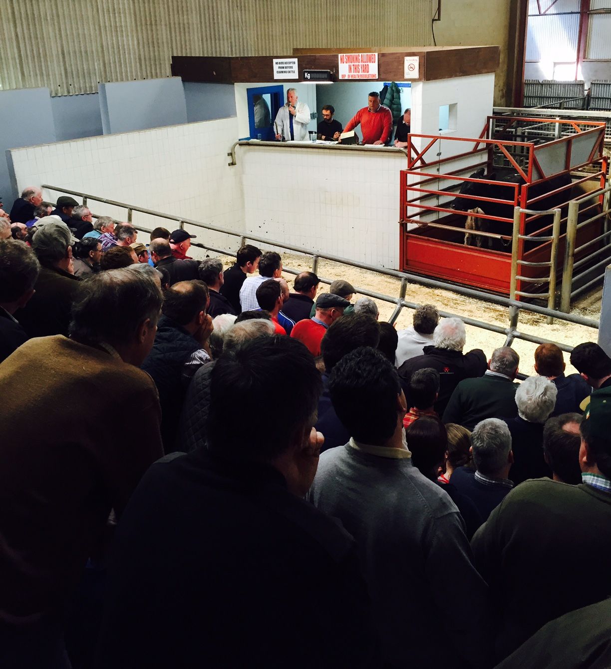 Cost of cattle more important to farmers than possible future price