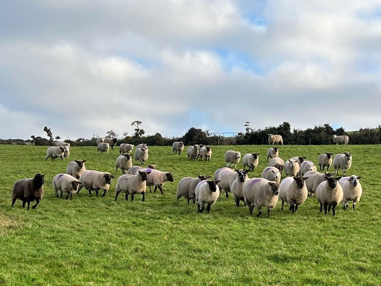 Have you completed your first BCS on your breeding ewes?