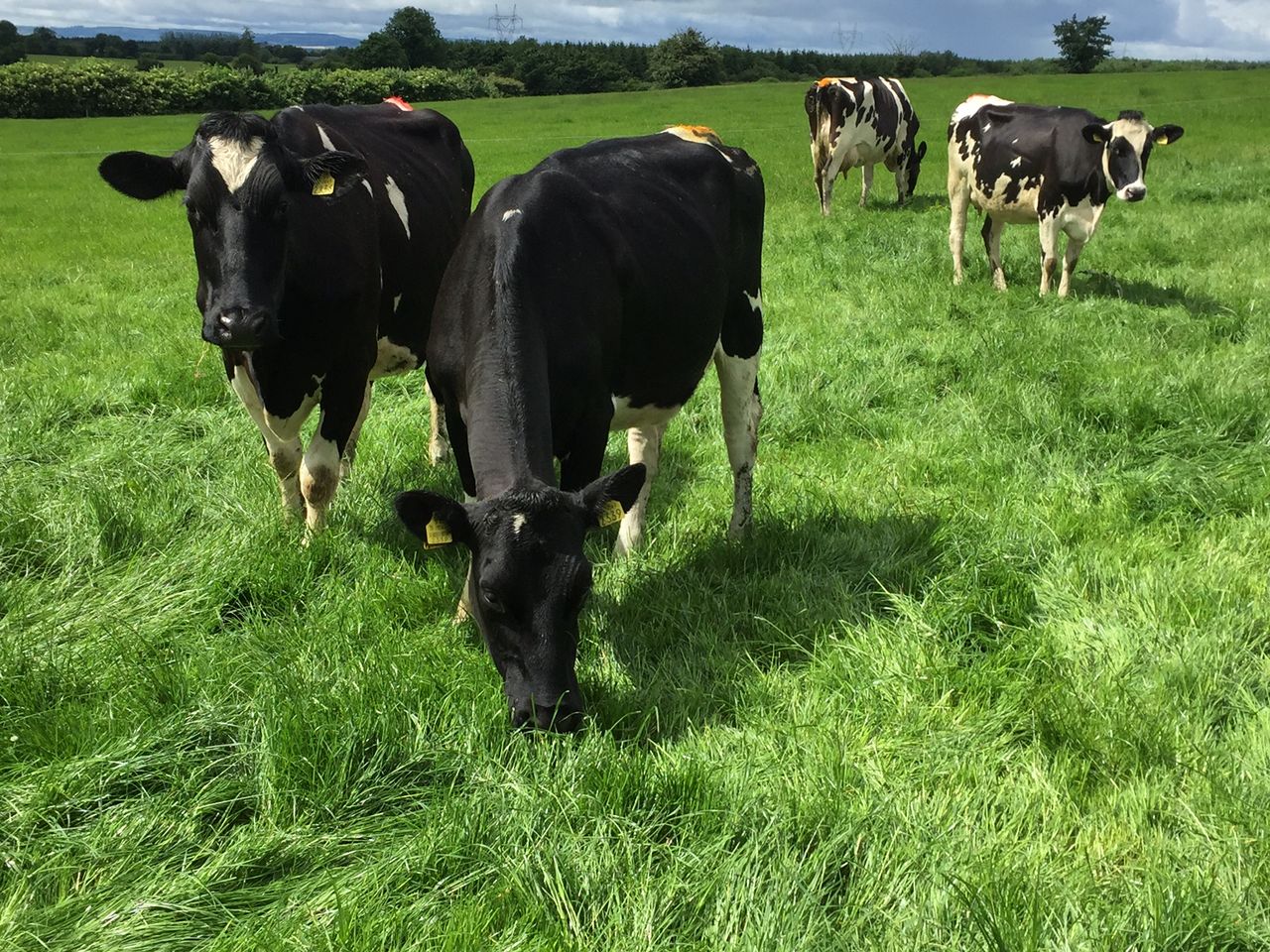 Grass advice: Reaping the rewards of April grass and choosing fertilisers