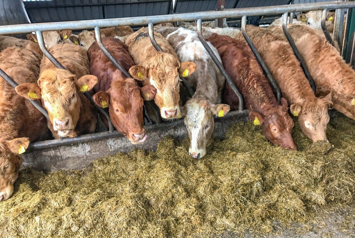 Have you clipped your cattle yet?