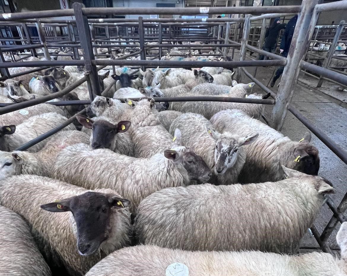 Sheep marts: Spring lambs at Carnew Mart hit €242/head