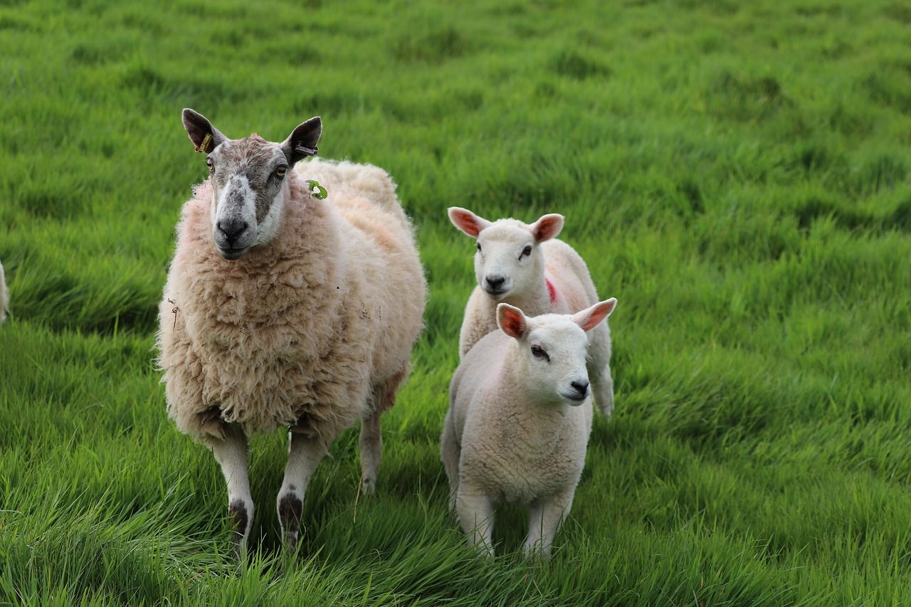 2026 National Sheep Welfare Scheme Now Open Agriland ie 2026 National Sheep Welfare Scheme Now Open Agriland ie