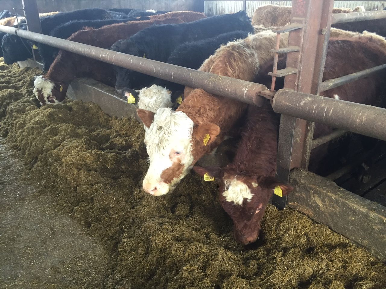 Fodder transport subsidy 'not working, with too much bureaucracy'