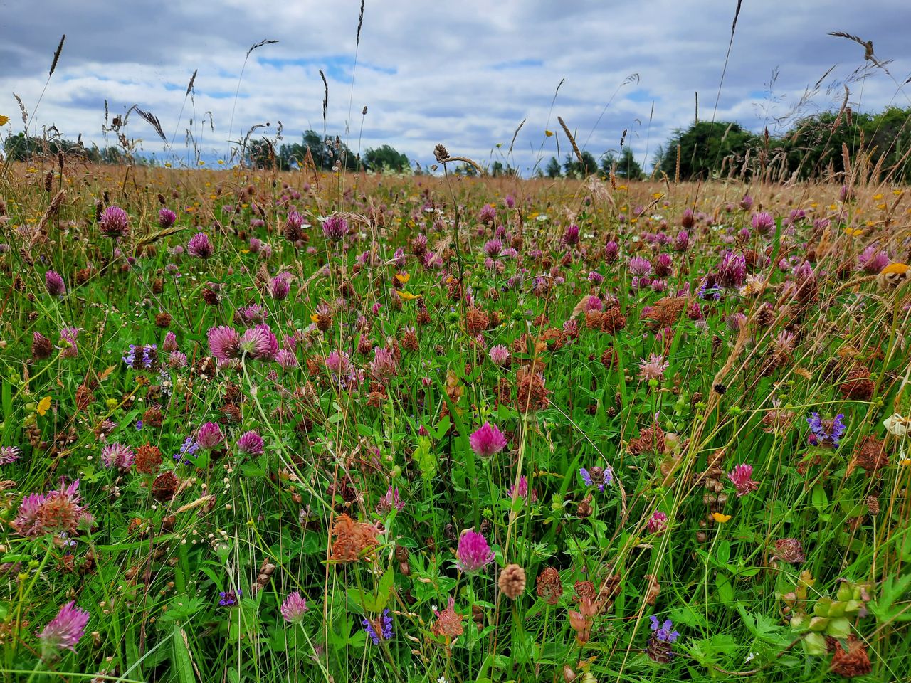 Meadows can store 500% more carbon than pure grassland