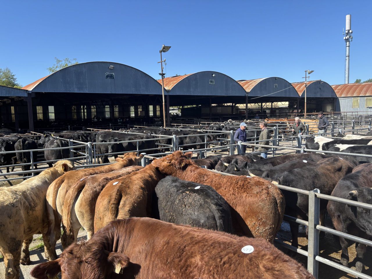 Beef kill: Where to now for factory cattle supplies and beef price?