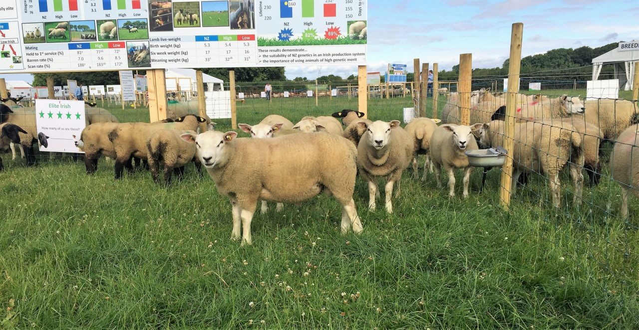 INZAC flock: New Zealand lambs reach slaughter weights earlier
