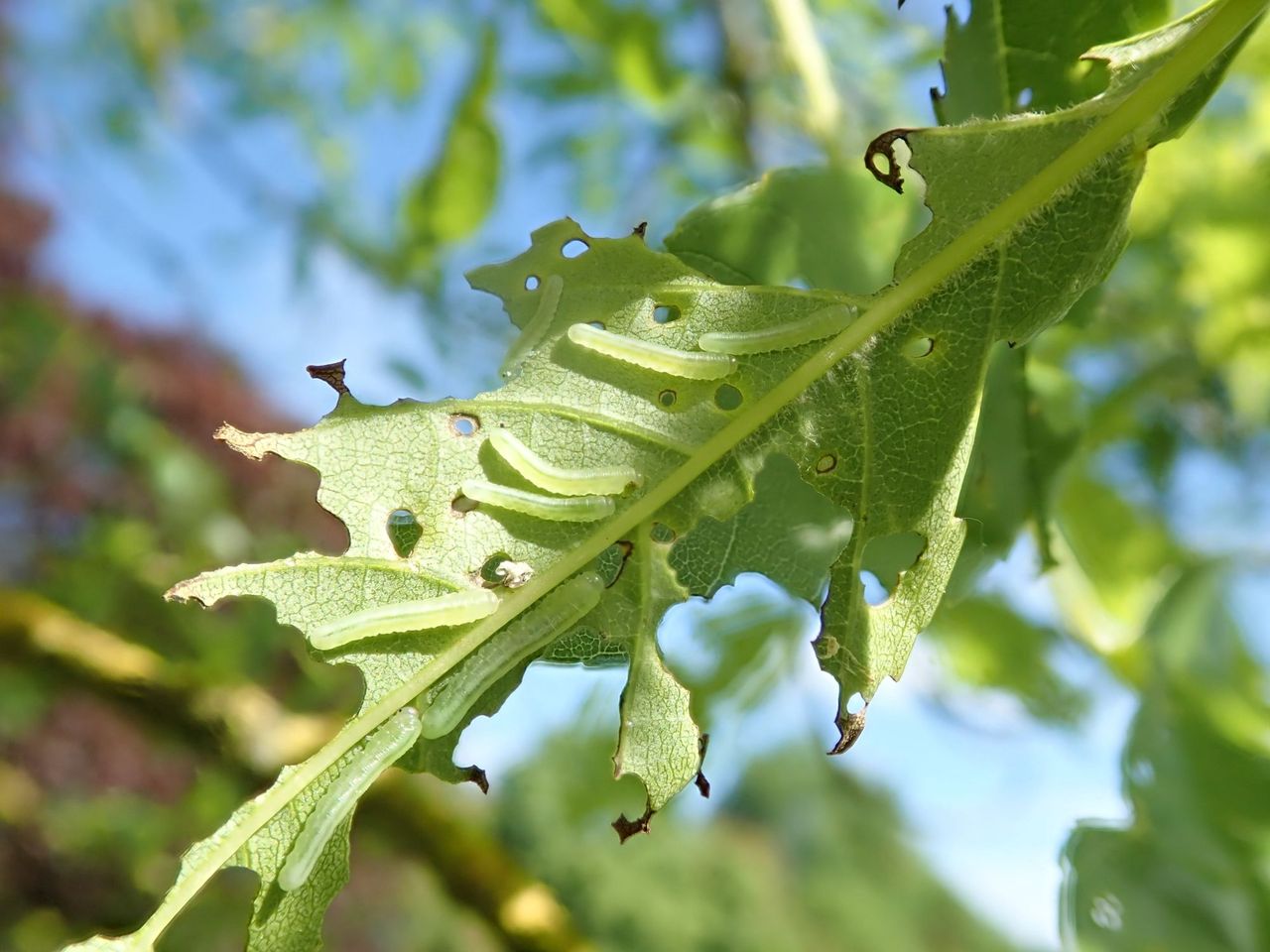 New project targeting invasive pest attacking NI native ash trees