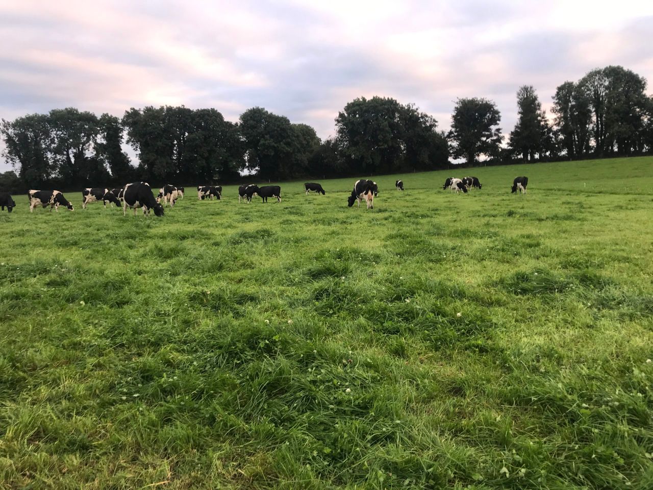 Dairy Focus: 'Walk and Talk' on Macra president's farm