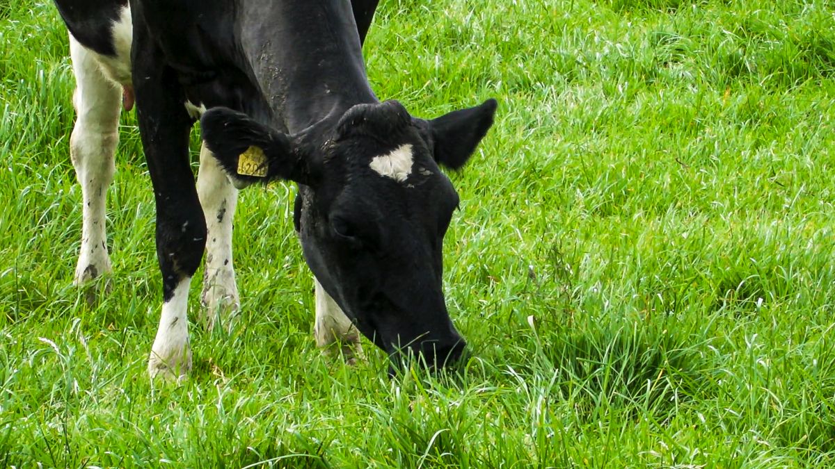 An extra kilo of spring grass is '5 times more valuable than a kilo in summer'