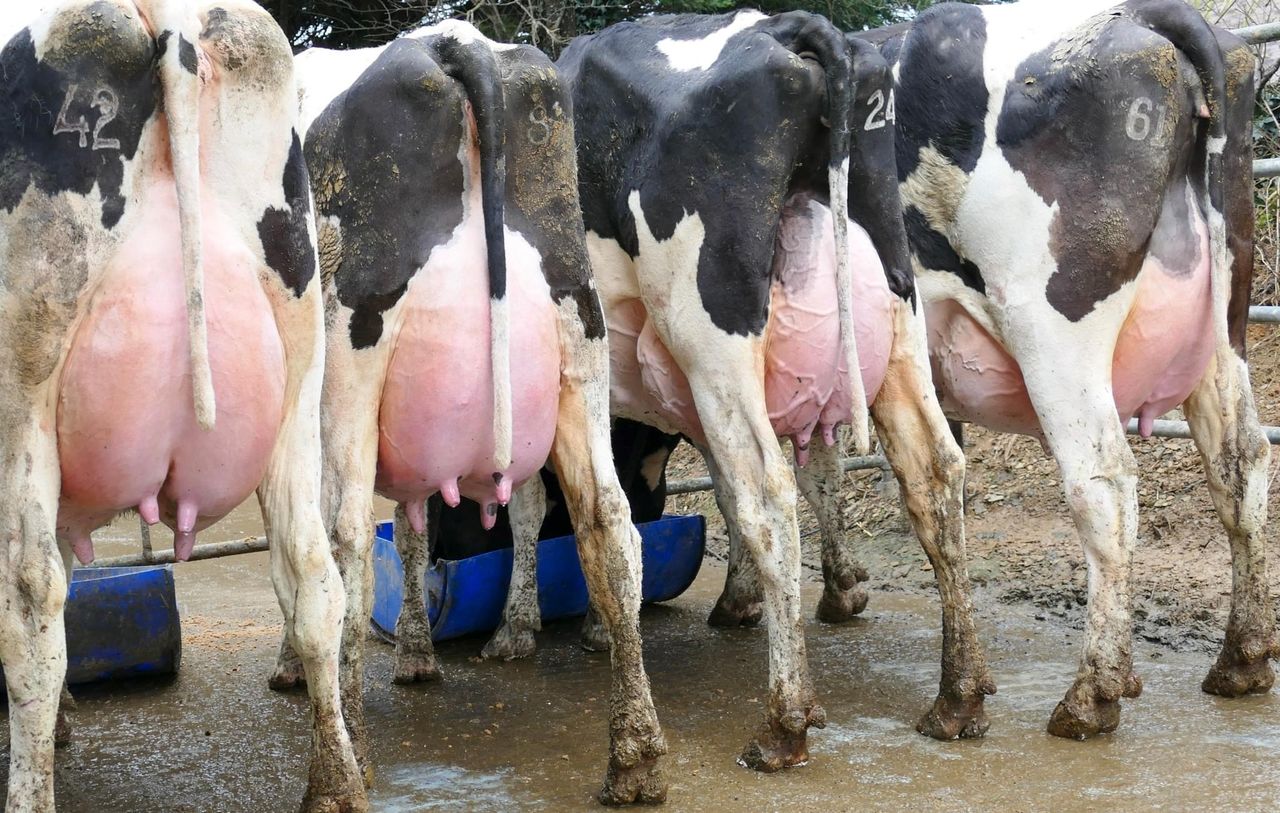 EDG Rubicon sired cow takes top price at Greenlawn sale