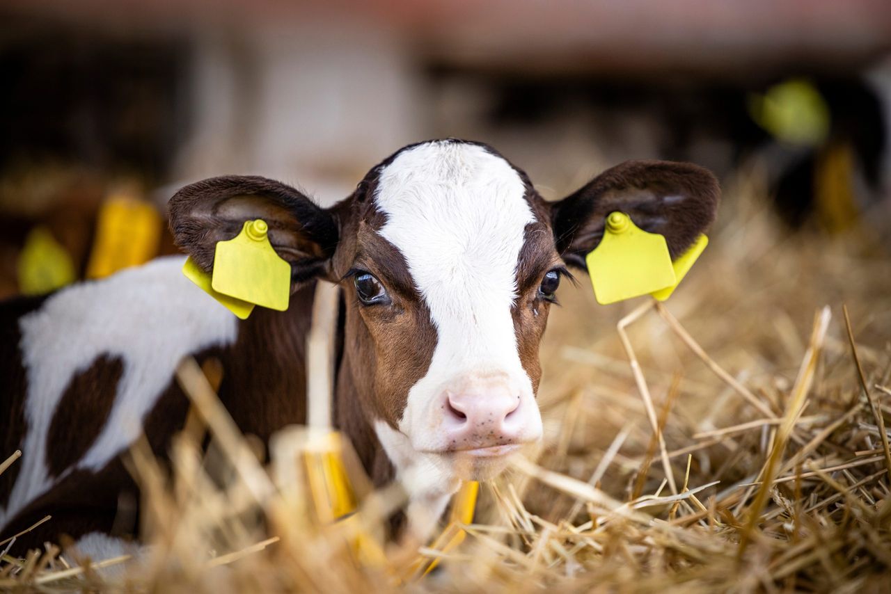 An Bord Pleanála rejects appeal against calf house extension