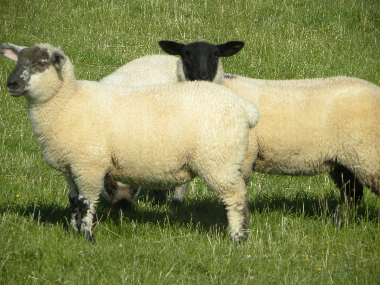 Irish sheep meat exports to the UK dropped in 2014