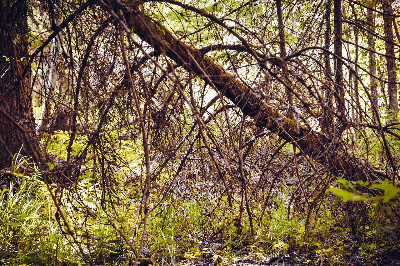 Calls for 'strict' biosecurity for used forest machinery imports