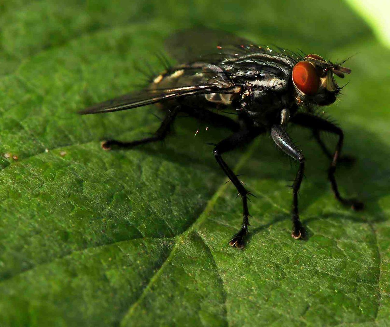 Pretty fly