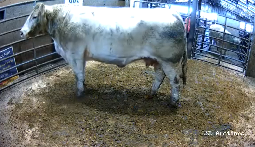 Charolais cull cow and bull clears €3,000 at separate sales