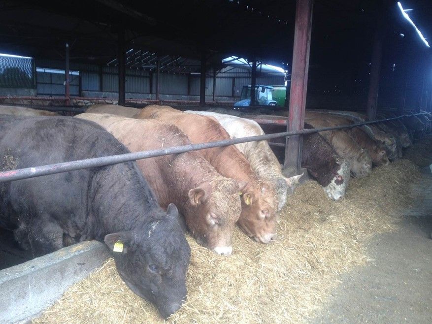 First winter crucial in the overall lifetime  performance of an animal