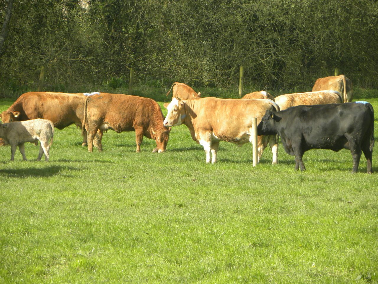 'The old replacement index was too beef orientated'