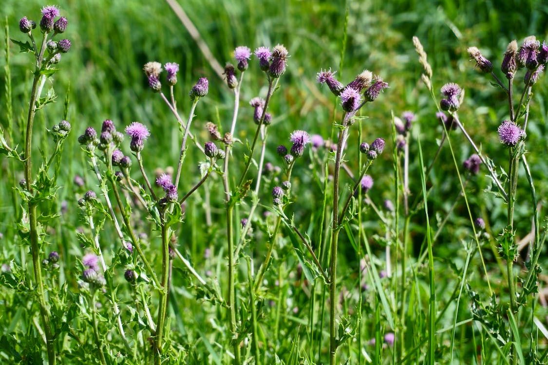 DAERA warns farmers to control noxious weeds