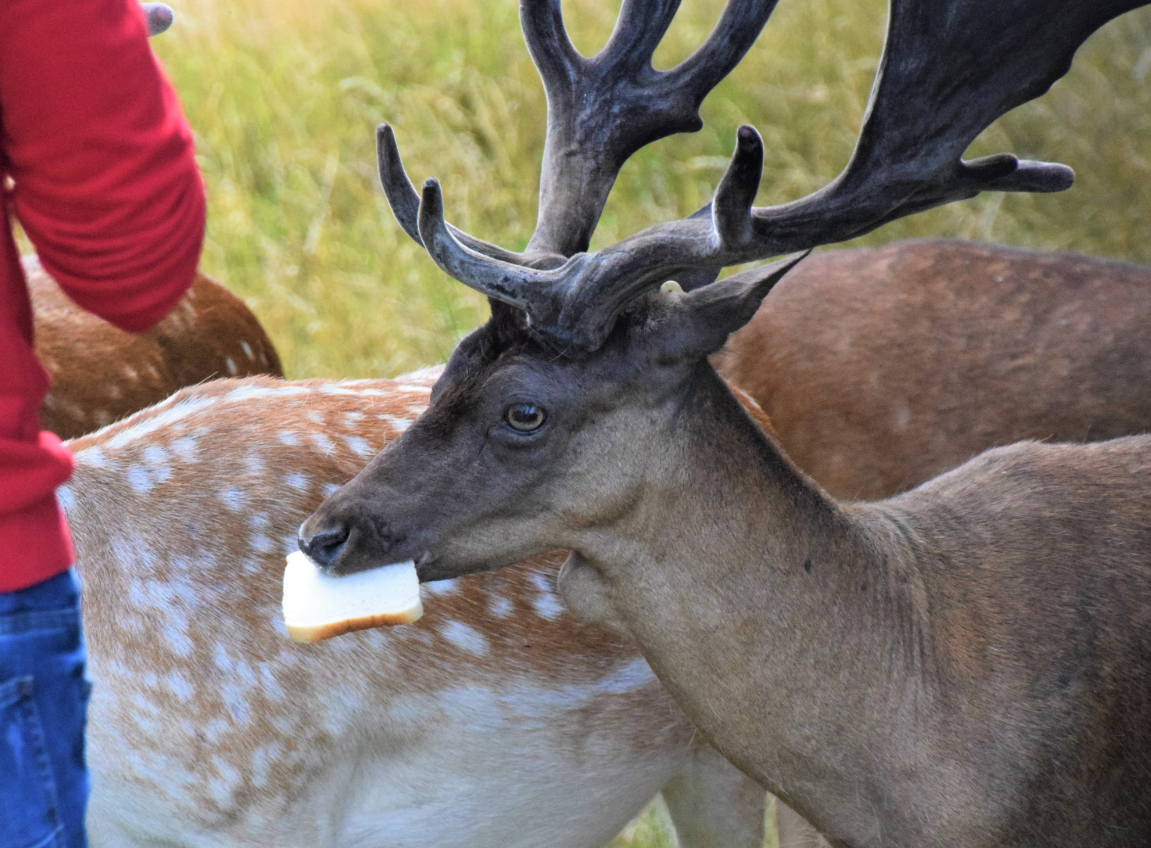 24% Phoenix Park deer population 'constantly begging for food' - UCD study