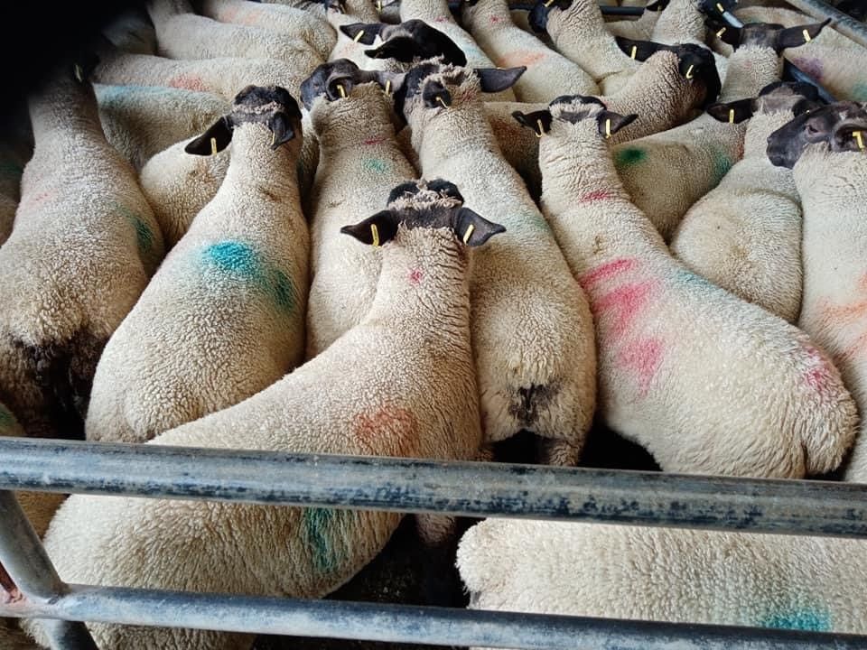 Spring lamb prices slashed by 20c/kg
