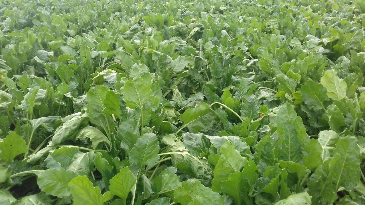 'Beet is the cheapest conserved forage to grow'
