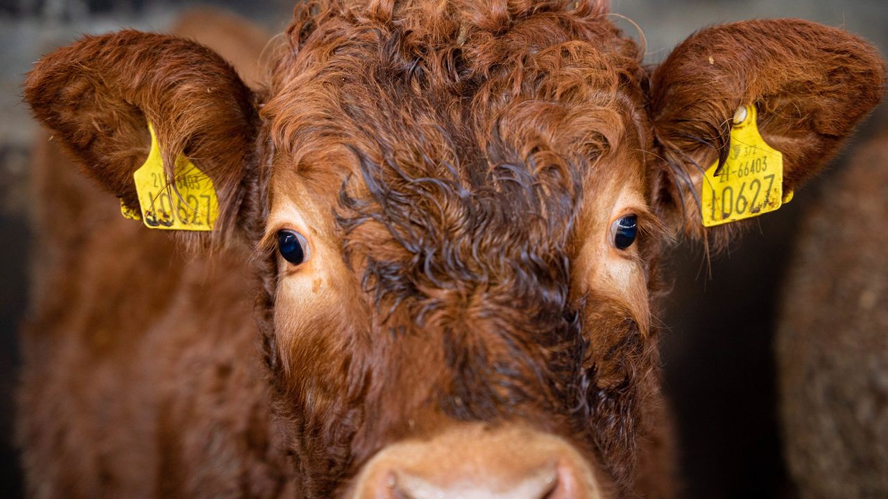 'More questions than ever before' on beef indices - IBLA