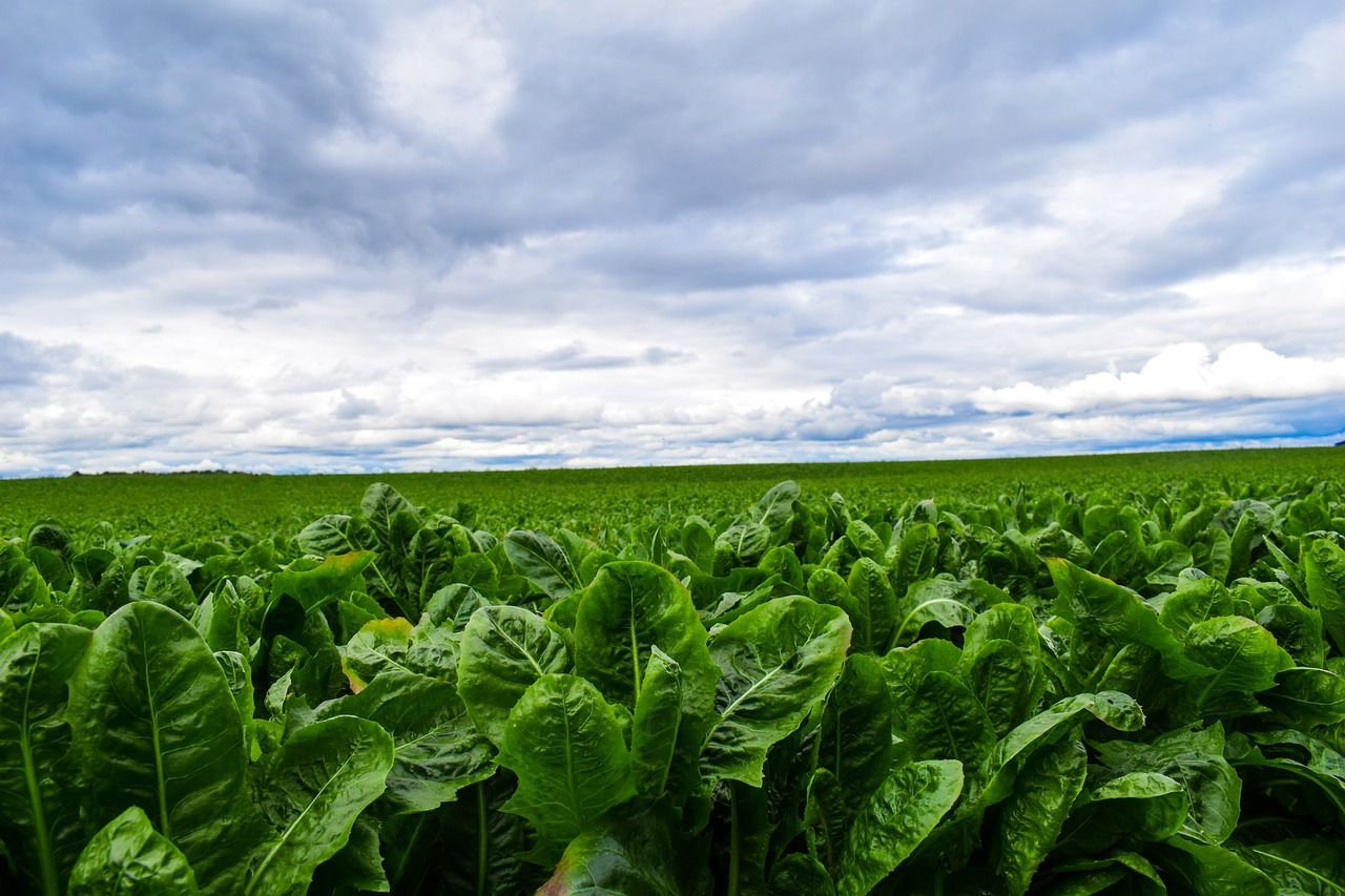 Organisations of veg growers still no match for large retailers