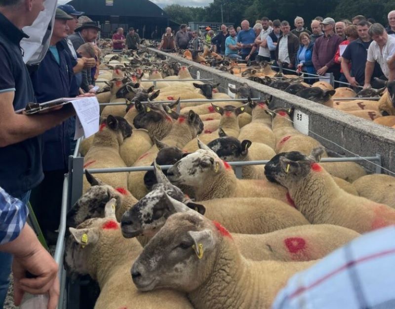 Borris Ewe Breeders set to hold 61st show and sale