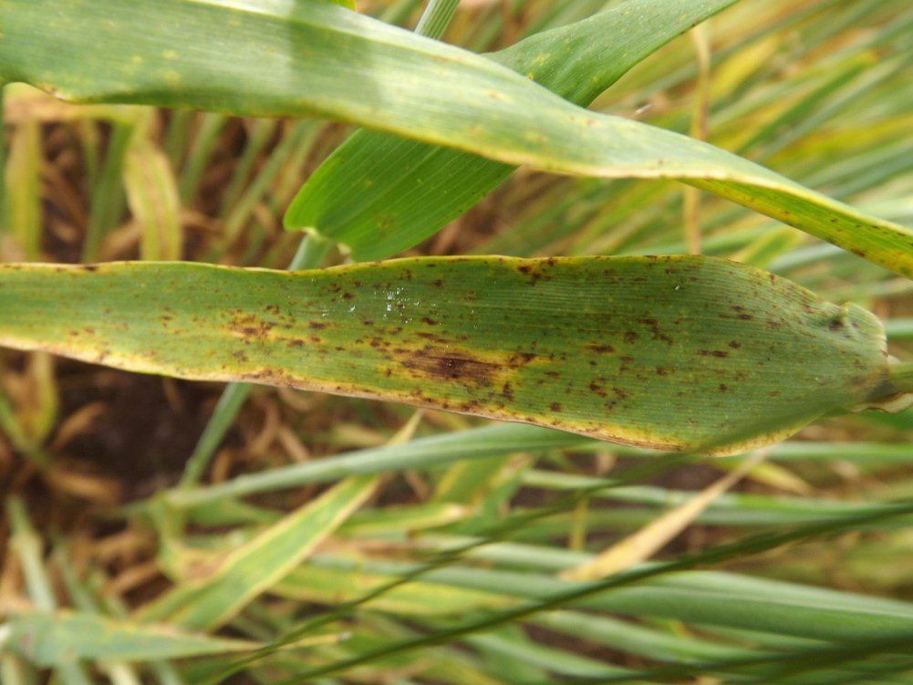 Varietal resistance important in fight against Ramularia