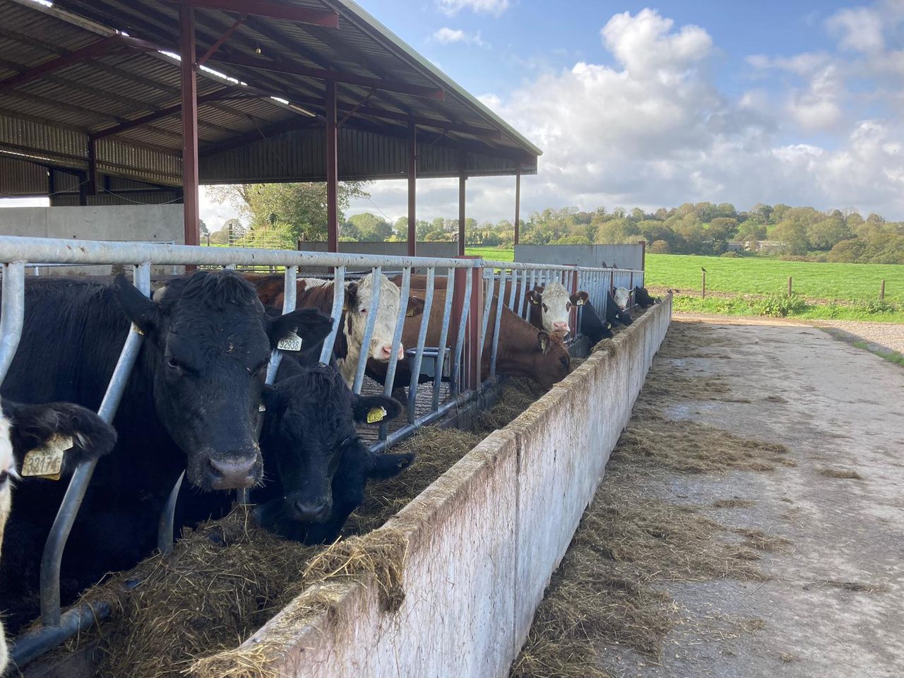 ABP Demo Farm: Wet weather, housing cattle and kill-out results