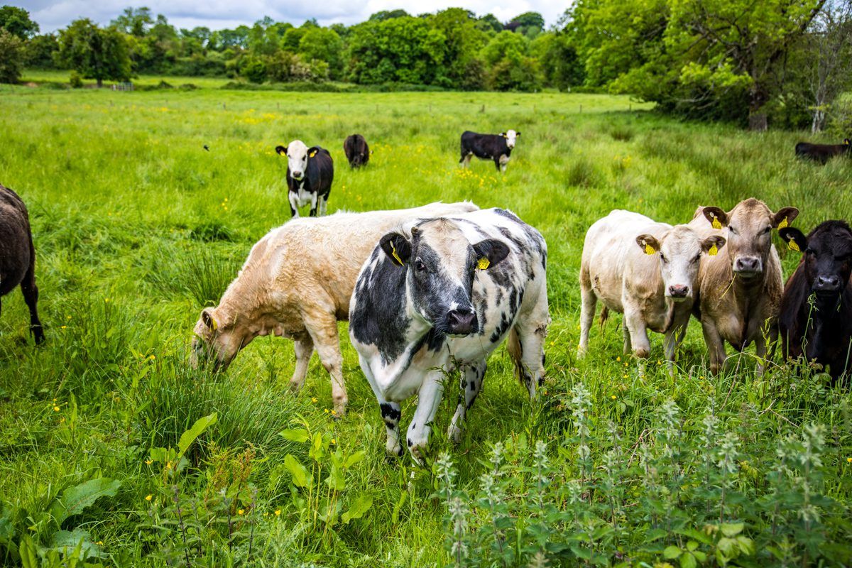 Draft scheme put forward to utilise €100 million beef fund