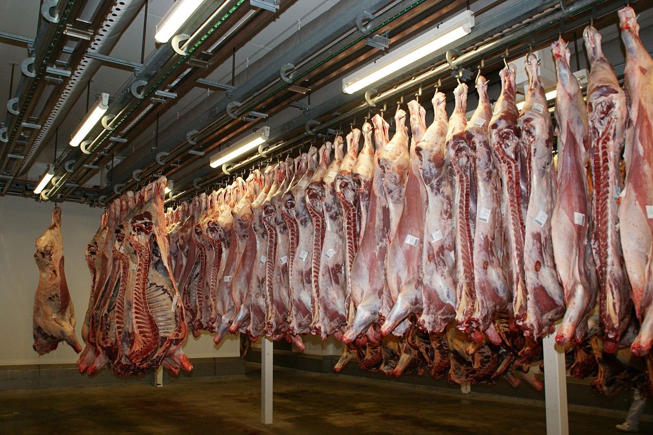 Factory quotes: Cattle price offers lift by over 10c/kg in cases