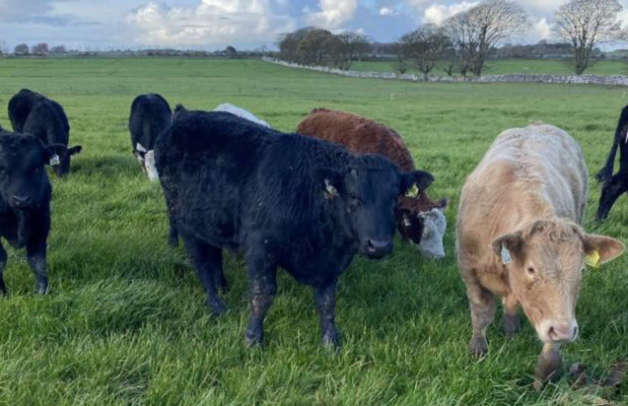 Newford Herd settles on 118ac Roscommon farm