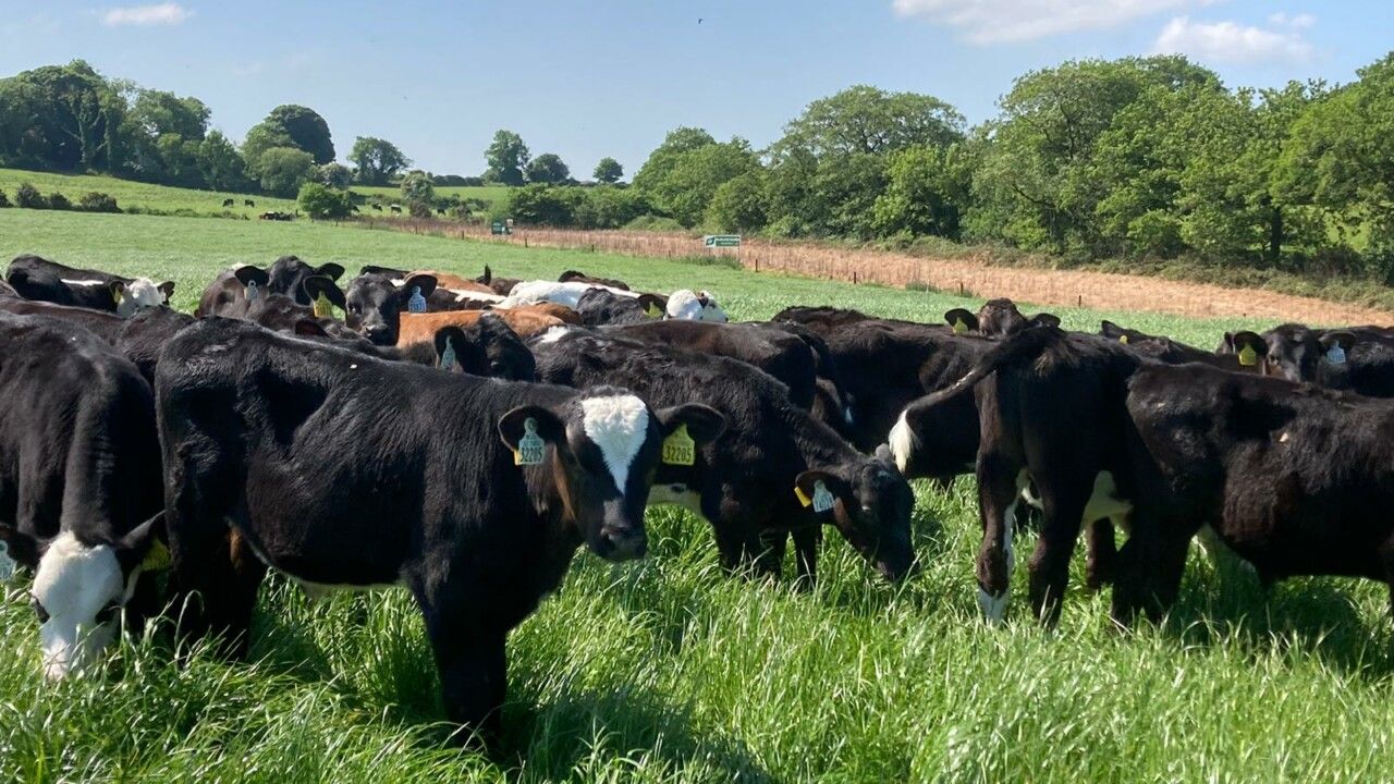 Table: Costs almost €60k to rear 100 calves to 12 weeks