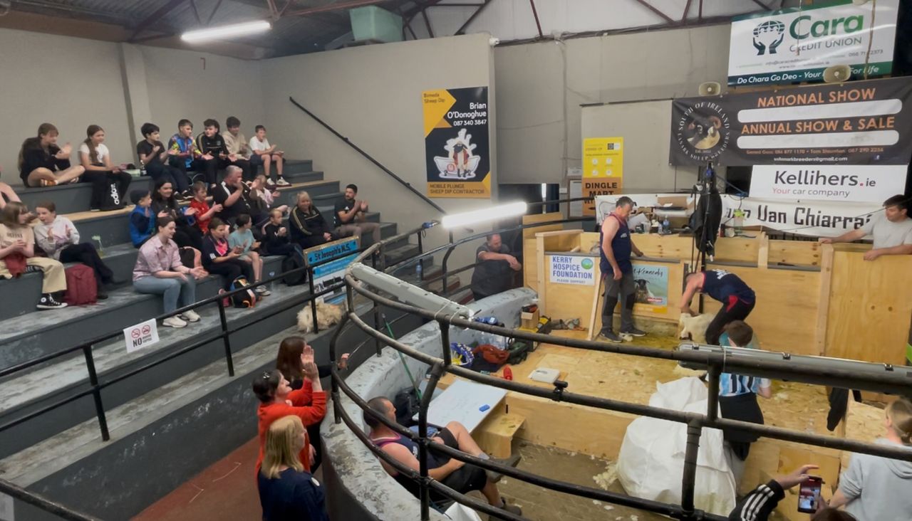 Watch: 50 hour sheep shearing challenge underway in Kerry