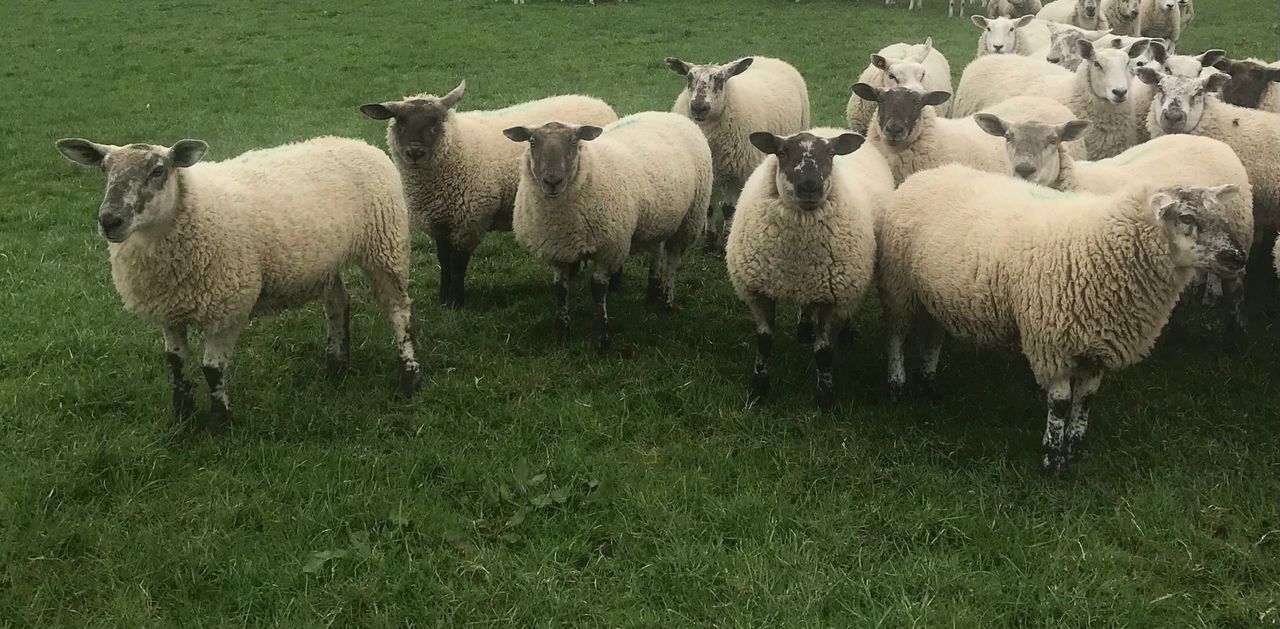 Bord Bia acknowledges 'frustration' with sheepmeat QA